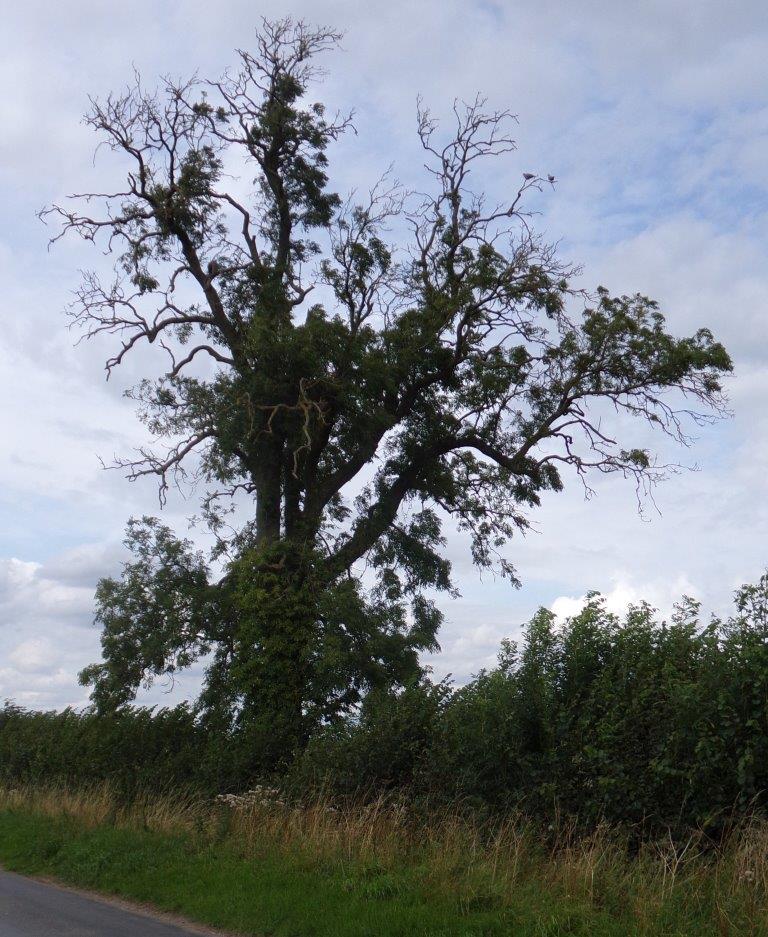 Mature ash tree showing effects of die-back